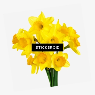 Bunch Of Daffodils , Png Download - Transparent Background Daffodil Png, Png Download, Free Download