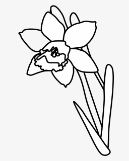 Daffodil, Black And White - Daffodil Cartoon, HD Png Download, Free Download