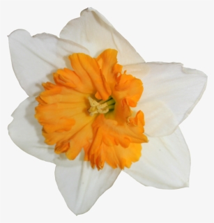 Daffodil Transparent Image - Daffodil, HD Png Download, Free Download