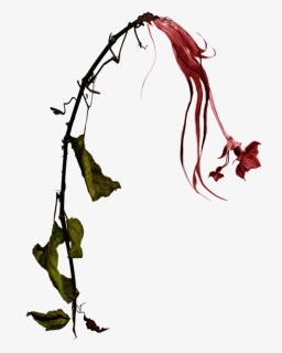 Wilted Red Daffodil Stock Photo Png By - Wilting Flowers Png, Transparent Png, Free Download