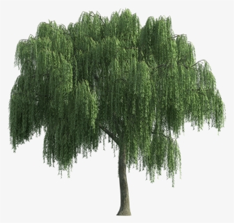 Thumb Image - Weeping Willow Tree Png, Transparent Png, Free Download