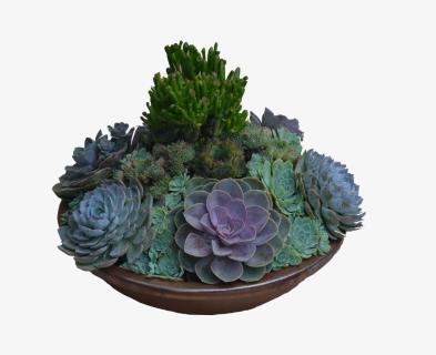Succulent Bowl Png - Succulent Arrangements Png, Transparent Png, Free Download