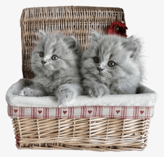 Free Png Small Kittens In Basket Png Images Transparent - Persian Kitten In Basket, Png Download, Free Download