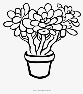 Succulent Houseplant Flower Coloring Page - Clip Art Plant Black And White, HD Png Download, Free Download