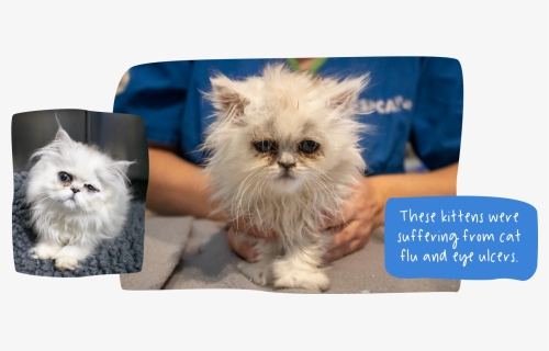 These Kittens Were Suffering From Cat Flu And Eye Ulcers - Persian, HD Png Download, Free Download