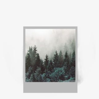 Edited Editit Photo Wood Forest Trees, Png Download - Forest Wallpaper Bedroom, Transparent Png, Free Download