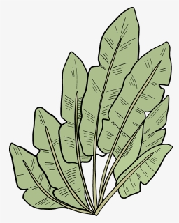 Palm Leaves Clipart - Sorrel, HD Png Download, Free Download