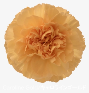Colibri Flowers Carnation Caroline Gold, Grower Of - Carnation, HD Png Download, Free Download