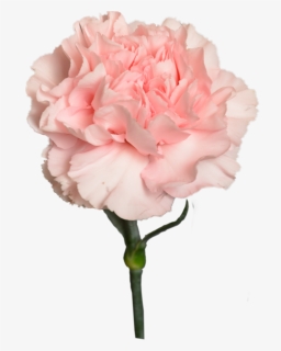 Carnation Peach Light Flower Shop Studio Flores - Flower, HD Png Download, Free Download