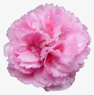 Pink Carnation Transparent Background, HD Png Download, Free Download