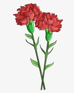 How To Draw Carnation - Draw A Carnation Step By Step, HD Png Download, Free Download