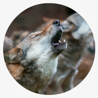 Wolf Howling Png Page - Howlibg, Transparent Png, Free Download