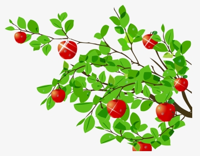 Tree Apple Cartoon - Apples On A Branch Clipart, HD Png Download, Free Download