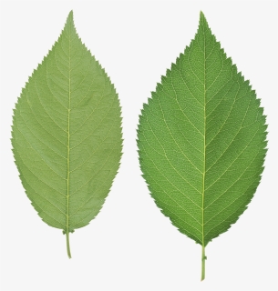 Green Leaves Png Image - Leaf No Background, Transparent Png, Free Download