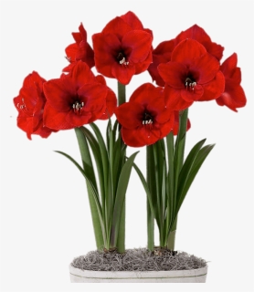 Red Amaryllis In Flower Pot - Amaryllis Paper Flower, HD Png Download, Free Download