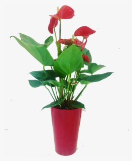 Flowerpot , Png Download - Flowerpot, Transparent Png, Free Download