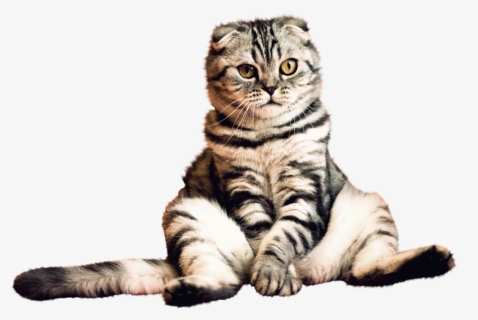 Cats Png Transparent - Transparent Background Cat Hd Png, Png Download, Free Download