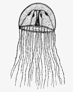 Medusa Of Hydrozoa Clip Arts - Hydrozoa Png, Transparent Png, Free Download