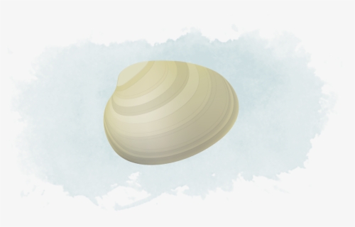 Transparent Clams Png - Baltic Clam, Png Download, Free Download