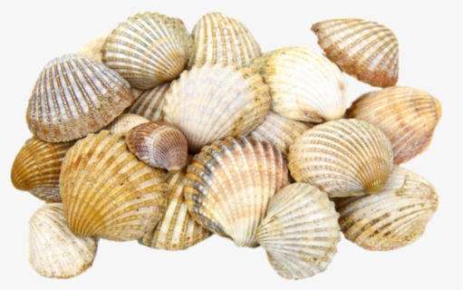 Cockle Seashell Light Clam - Seashell Png, Transparent Png, Free Download