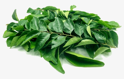 Transparent Curry Leaves Png , Png Download - Curry Leaves, Png Download, Free Download