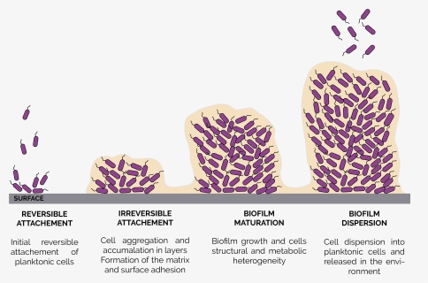 Stages Of Biofilm Formation, HD Png Download, Free Download
