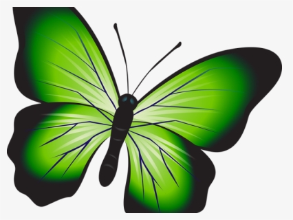 Butterfly , Png Download, Transparent Png, Free Download