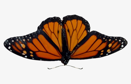 High Resolution Image Monarch Butterfly, HD Png Download, Free Download