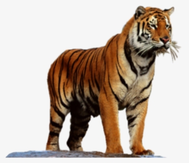 Tiger High Resolution Png, Transparent Png, Free Download