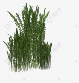 A Bunch Of Weeds, Weed, Meadow, Underbrush Png Transparent - Transparent Weeds Png, Png Download, Free Download