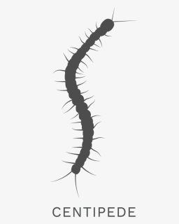 Millipede Clipart Missouri Centipede - Millipedes, HD Png Download, Free Download