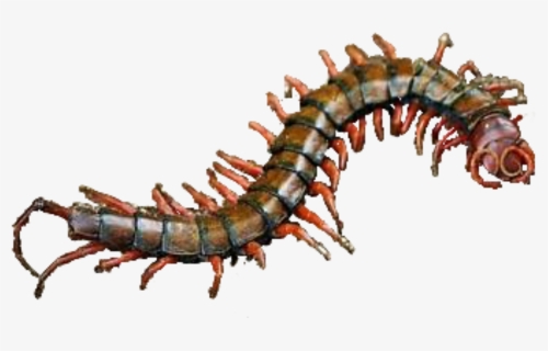 #centipede #ftestickers #freetoedit - Millipedes, HD Png Download, Free Download