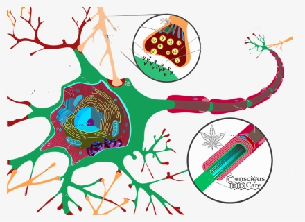 Follow Us On Facebook , Png Download - Neuron Cell Diagram, Transparent Png, Free Download