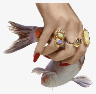 Fish With Hand Png, Transparent Png, Free Download