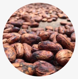 Almond , Png Download - Cocoa Bean, Transparent Png, Free Download