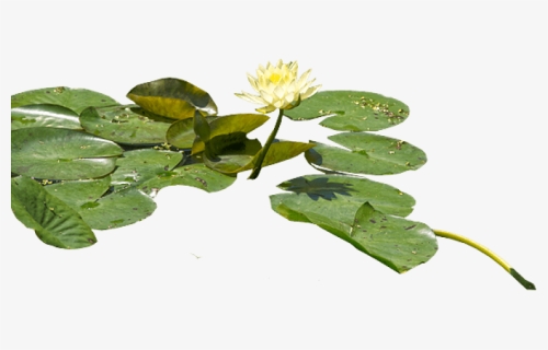 Water Lily Png Transparent Images, Png Download, Free Download