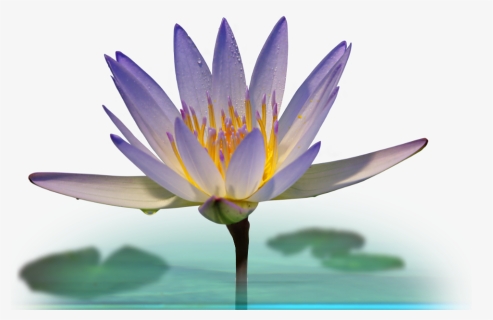Water Lily Png , Png Download - Sacred Lotus, Transparent Png, Free Download