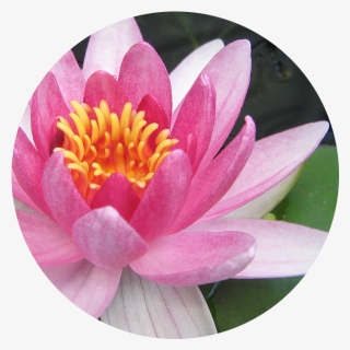 July Water Lily - Freshwater Water Lily, HD Png Download, Free Download