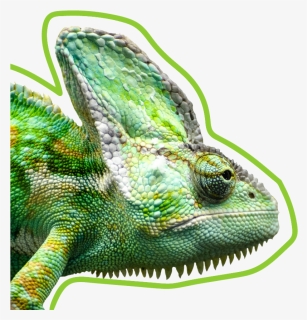 Wonderful Dream"s Exotic Reptile Animal, , Png Download - 360 Degree Chameleon Vision, Transparent Png, Free Download