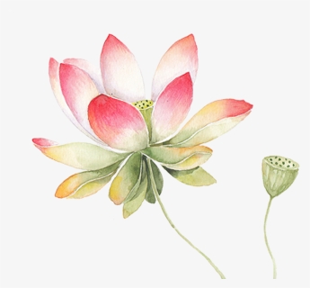 Drawing Chinese Water Lily - Lotus Drawing Water Color, HD Png Download, Free Download