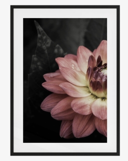 The Water Lily Print - Dahlia, HD Png Download, Free Download