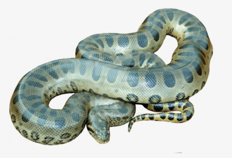 Giant Anaconda Snake Png, Transparent Png, Free Download