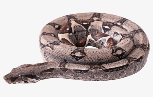 Serpent Png, Transparent Png, Free Download