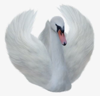 Swan Png Transparent Background, Png Download, Free Download