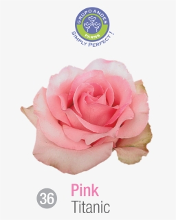 Rosa Variedad Titanic, HD Png Download, Free Download