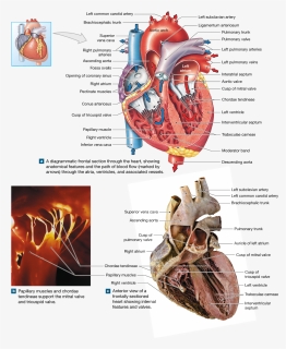 Transparent Anatomical Heart Png - Anatomy Of Heart, Png Download, Free Download