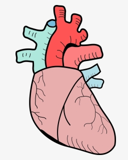 Biology Heart Png, Transparent Png, Free Download