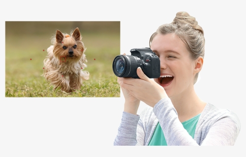 Yorkshire Terrier, HD Png Download, Free Download