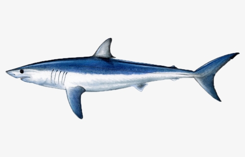 Sea, Fish - Mako Shark Clipart, HD Png Download, Free Download