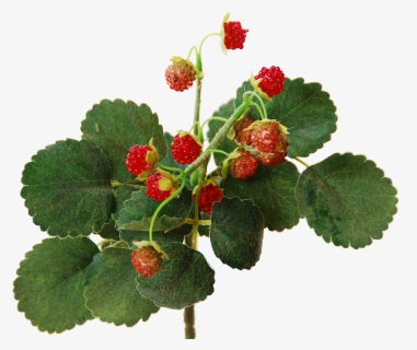 Wild Raspberry Bush 29 Cm Flowerdutchess - Frutti Di Bosco, HD Png Download, Free Download